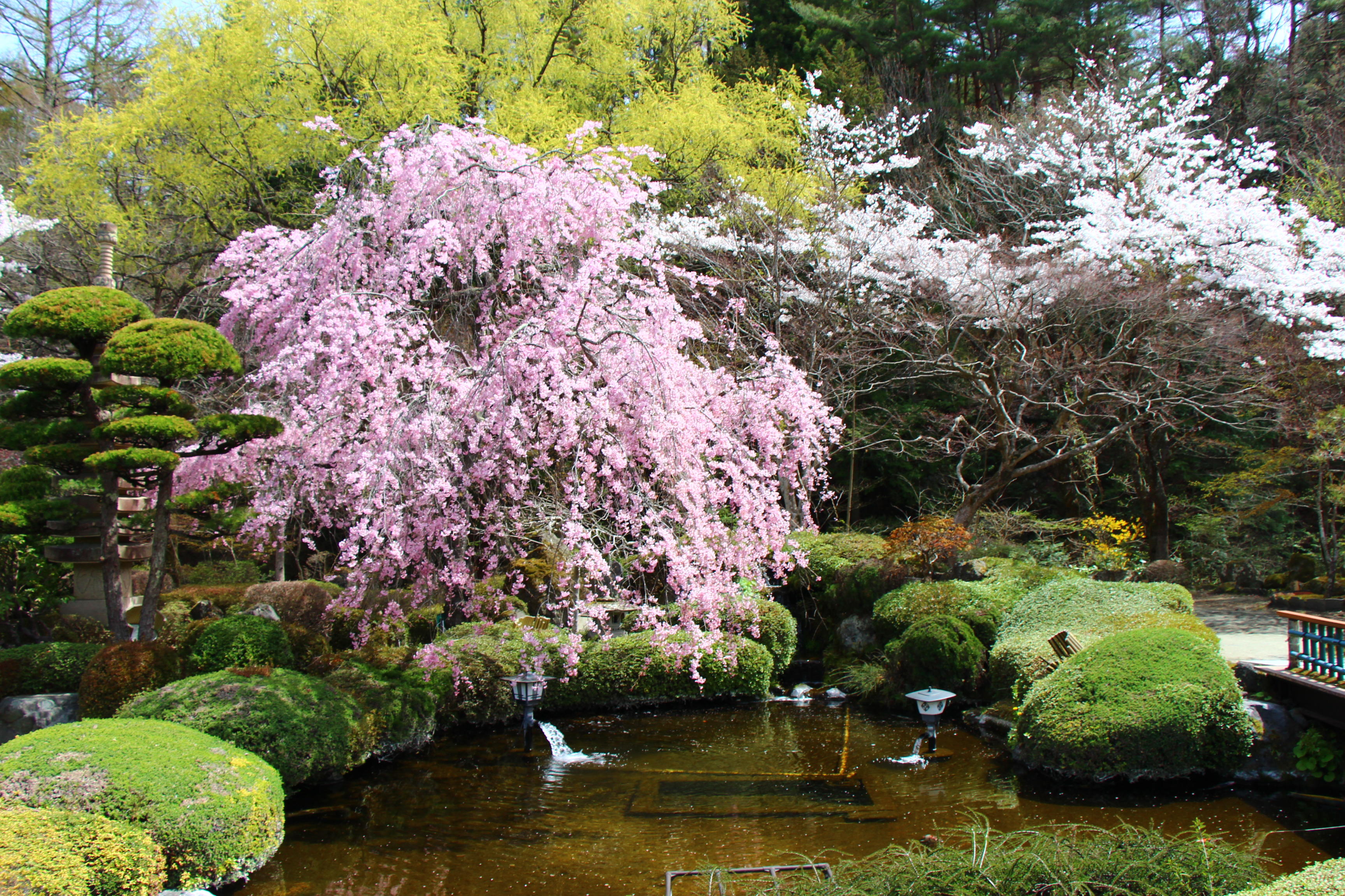 2026年庭園の梅・桜開花情報№13｜新着情報｜富士山の見える温泉旅館